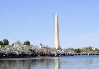 Washington DC, USA at the tidal basin with Washington Monument in spring season.