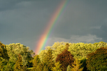 Rainbow over the forest