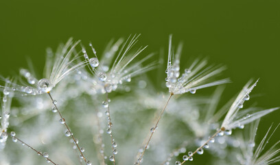 Naklejka premium Close up of seeds of dandelion with small water droplets, against green background