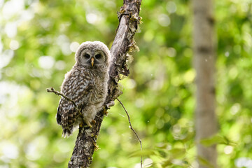 A young barred owl also called an owlet begins to explore the forest in late Spring.  These raptors have extended their year round areas to include the Pacific Northwest
