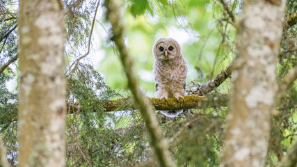 A young barred owlet standing on a mossy branch in the forest.  This owl still has down although it is fledged