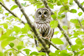 An adult barred owl rests on a branch of a woodland tree under a bright sky and green leaves.  The wild raptor stares intently in close up