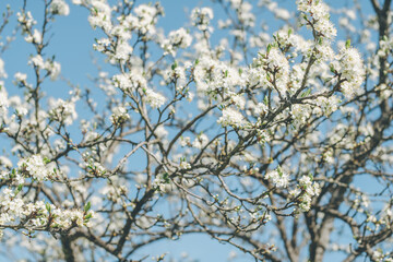 Blurred creative background of branches of apple tree in bloom, against blue sky. White flowers of fruit tree in spring