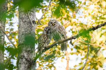 A pair of wild mature barred owls stand together on a branch of a woodland tree. They lean against each other. These raptors have expanded into the Pacific Northwest.