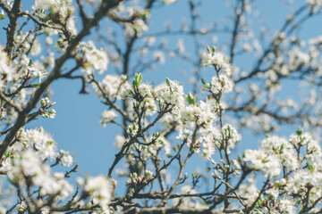 Blurred creative background of branches of apple tree in bloom, against blue sky. White flowers of fruit tree in spring