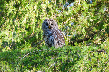 A wild barred owl rests in a fir tree and watches intently with dark black eyes