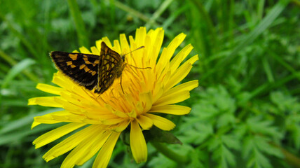 A butterfly sitting on a dandelion in the near angle