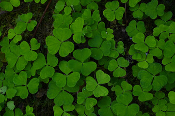 Three-leaf clover in the forest.