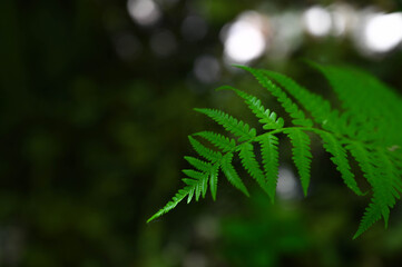 Close-up of a green fern in the forest in summer.