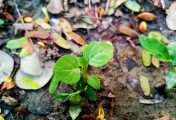 Awesome green plant in my garden 
