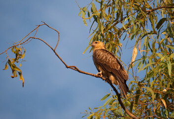 Black Kite perched in outback eucalyptus tree