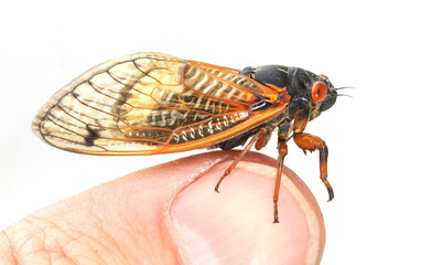 17-year periodical cicada perching on a person's thumb.  This is part of the Brood X group, that is made up of three species.  This species is the dwarf periodical cicada (Magicicada cassini). 