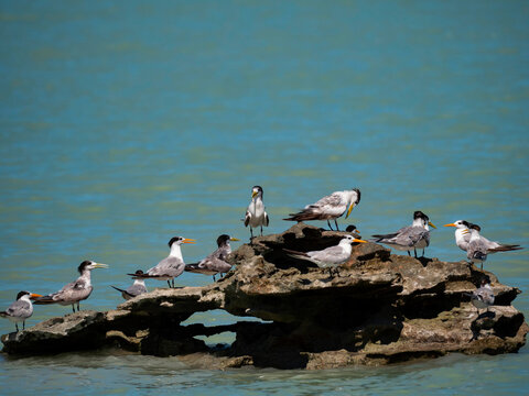 Lesser Crested Terns at Roebuck Bay