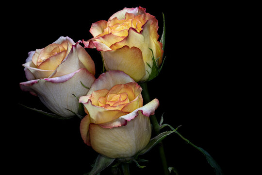 Yellow Roses Tipped with Red