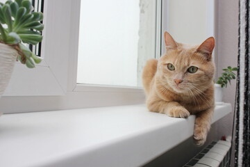 A red cat lying on the windowsill next to the houseplants. Allergens in the house.