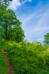 浅間尾根　登山道　初夏