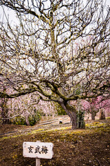 鈴鹿、梅林とその付近の風景