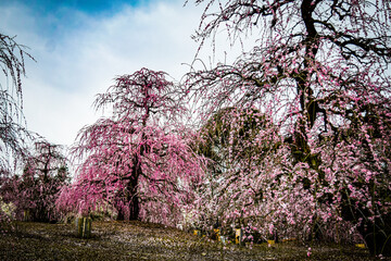 鈴鹿、梅林とその付近の風景
