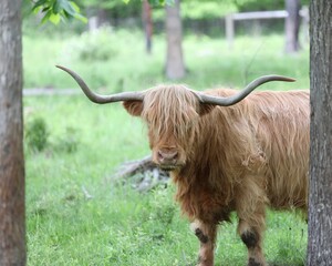 A Welsh Highland Cow in a Pasture in Rural Pennsylvania