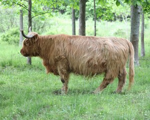 A Welsh Highland Cow in a Pasture in Rural Pennsylvania