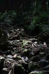 森の中　沢沿い　岩