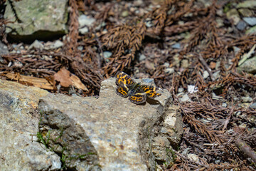 サカハチチョウ