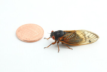 Dwarf Periodical Cicada (Magicicada cassini) next to a US penny coin for scale. This is a periodical cicada, and part of the Brood X group. 