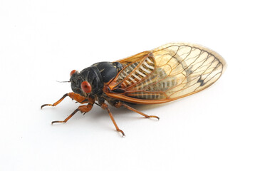 Dwarf periodical cicada (Magicicada cassini) from the Brood X emergence in 2021 on a white background.  This individual was found in Indiana. 