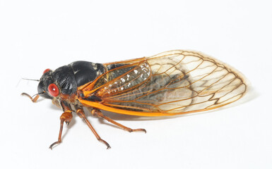 Pharaoh cicada (Magicicada septendecim) on a white background.  This is a 17-year periodical cicada in the Brood X group. 