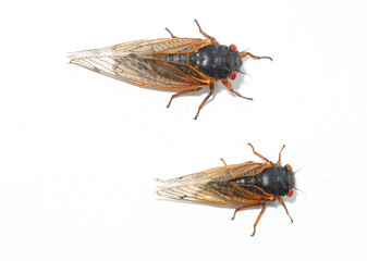 Fototapeta premium Looking down on two species of Brood X periodical cicadas. Top is the Pharoah Cicada (Magicicada septendecim), and bottom is the Dwarf Periodical Cicada (Magicicada cassini). 