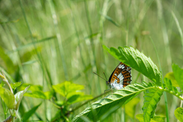 イチモンジチョウ