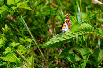 イチモンジチョウ