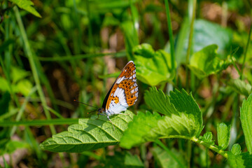 イチモンジチョウ