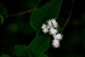 コバノガマズミ