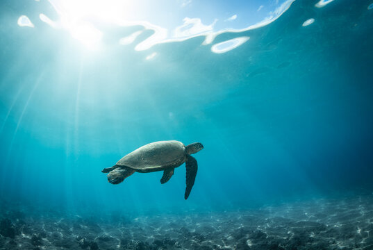 Hawaiian Green Sea Turtle