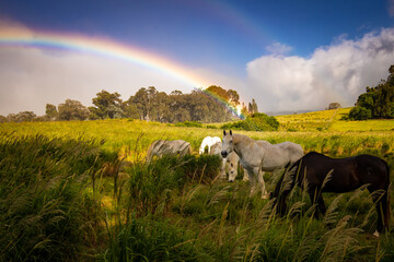 Rainbow over horse field, upcountry Maui