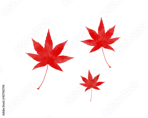 紅葉のベクターイラスト素材 Wall Mural Wallpaper Murals 桃子 武内