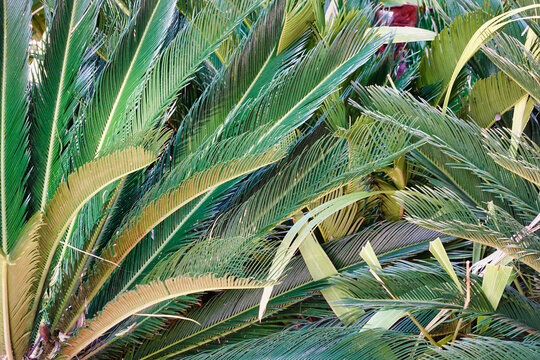 Closeup of Dioon plant leaves with a farmer standing behind in the plantation
