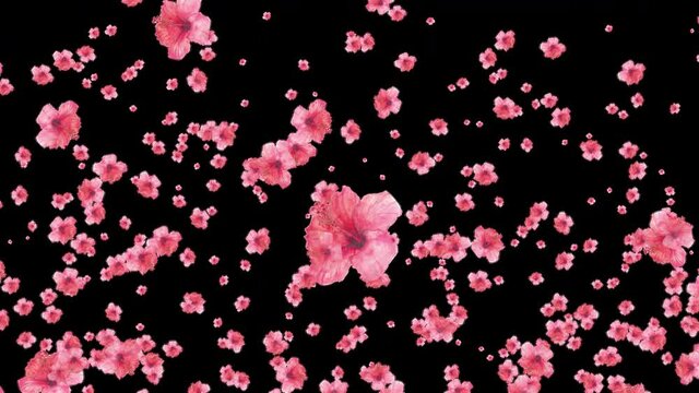 Hibiscus flowers that fall down and become like a carpet of flowers. Alpha Channel Transparent