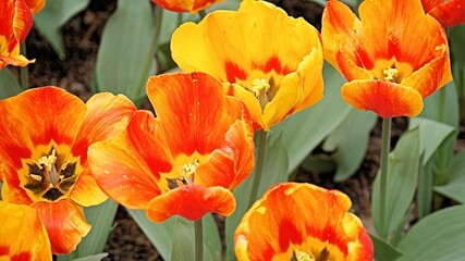 Close up captures of wide varieties of Tulips