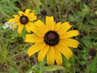 yellow flower in the garden