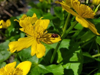 Beatles on yellow flower
