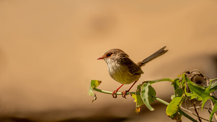 robin on branch