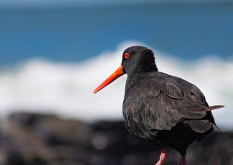 blackbird on a rock