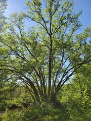 trees in the woods