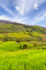 Green Terraced Rice Field in Pa Pong Pieng, Chiang Mai