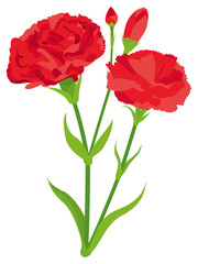 Obraz premium 赤いカーネーションの花