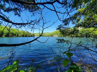 reflection of trees in water