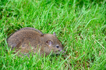 Cute furry rat grazing in a backyard lawn, wildlife in action
