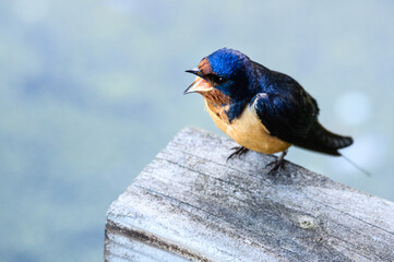 Closeup of cute barn swallow perched on a railing, Nisqually National Wildlife Refuge
